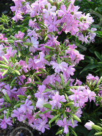 Saponaria officinalis 'Rosea Plena'